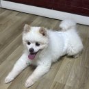 공차의 외박일기 이미지