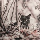 김지룡 태극권 이미지