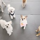 에덴 애견 유치원 호텔 이미지