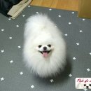 로베르토폼 이미지