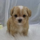 쓰담쓰담애견샵 이미지