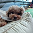 24시 로운동물의료센터 | 강아지 고관절 수술 후기 2주차 24시 로운 동물의료센터