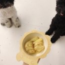 멍멍냐옹동물병원 이미지