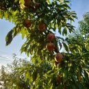 GAP인증 망고맛 천도복숭아서광28호 이미지