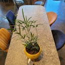 빅테이블커피 이미지