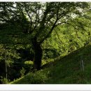 개천사 부도군 이미지