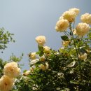 장미공원A 이미지