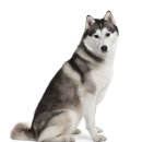 오로라애견 이미지