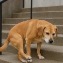 티어하임 동물병원 이미지