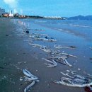 우정장어 이미지