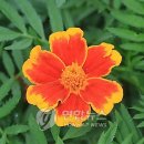 메리골드 이미지