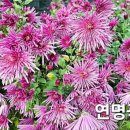 국화 - 제주시 | 국화