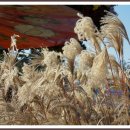 꿈에궁전 이미지