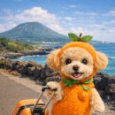 이솜 동물병원 이미지