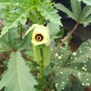 영풍농장 이미지