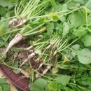 (주)열무 이미지