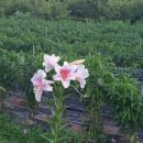 설봉농장 이미지