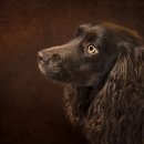 아가펫 | 중랑구 유기견센터 방문 후기, 어떤 점이 궁금하신가요?