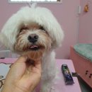 DOG LOVE WITH 란 이미지