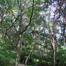 고모산성(오미자 테마터널) 이미지