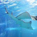 아쿠아플라넷 제주 이미지