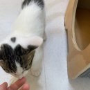 차리제 | 반려마루 화성 유기묘센터 봉사 후기 🐈