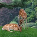 제일사슴농장 이미지