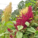 아마란스 이미지