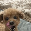 얌얌펫키친 | 8살 푸들 강아지 수술후 회복 사료, 간식 추천 내돈내산! 지위픽 리치즈 오씨로우 물간식