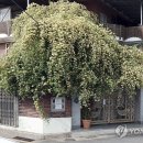 목향 이미지