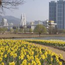 화명쉼터 | 부산 수선화 새로운 명소 위치 화명생태공원 구포 금빛노을브릿지