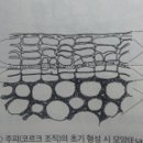 수목 이미지