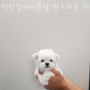 인천강아지분양 판도라독 가정분양 이미지