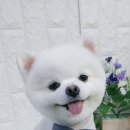 아라펫살롱 이미지