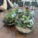 디자인이끼 | 테라리움 만들기, 이끼 테라리움 원데이클래스 후기: 피토니아와 현무암 디자인 힐링 시간