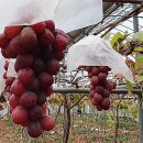 박영환농장 이미지