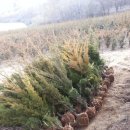 주목나무펜션 이미지