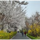 장안벚꽃길 이미지