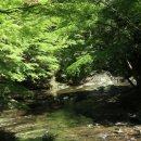 우포의 숲속 이미지