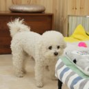 카페벨리