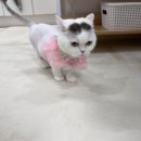 미용하냥 이미지