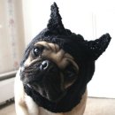 대학애견용품 이미지