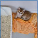 힐링캐터리 이미지