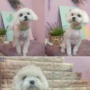 안나 펫 살롱 이미지