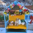 6476 | [애견동반풀빌라 추천]채리몽애견풀빌라 재방문 후기｜불멍+프라이빗 풀까지 완벽했던 연말 여행🍒🐶