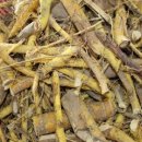 꾸지뽕 나무 이미지