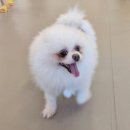 다시사랑받개 이미지