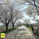 미호천 | 청주 벚꽃 명소 봄 향기 물씬 &#39; 미호천 &#39; 후기