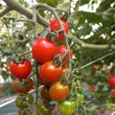 유기농 대추방울토마토 맛과 향 한 층 더 올라가고 있어요. 이미지