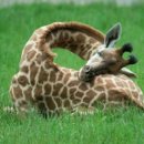 힐링동물의료센터 이미지